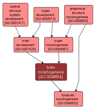 GO:0048854 - brain morphogenesis (interactive image map)