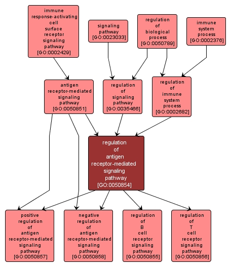 GO:0050854 - regulation of antigen receptor-mediated signaling pathway (interactive image map)