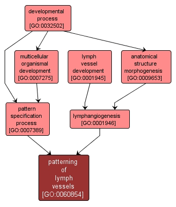 GO:0060854 - patterning of lymph vessels (interactive image map)