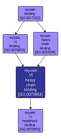 GO:0070854 - myosin VI heavy chain binding (interactive image map)