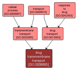 GO:0006855 - drug transmembrane transport (interactive image map)