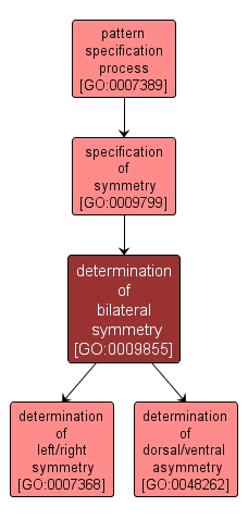 GO:0009855 - determination of bilateral symmetry (interactive image map)