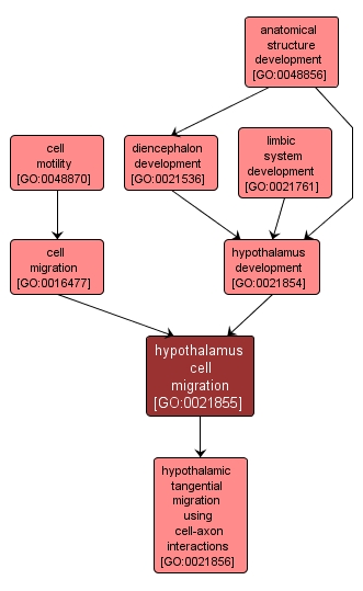 GO:0021855 - hypothalamus cell migration (interactive image map)