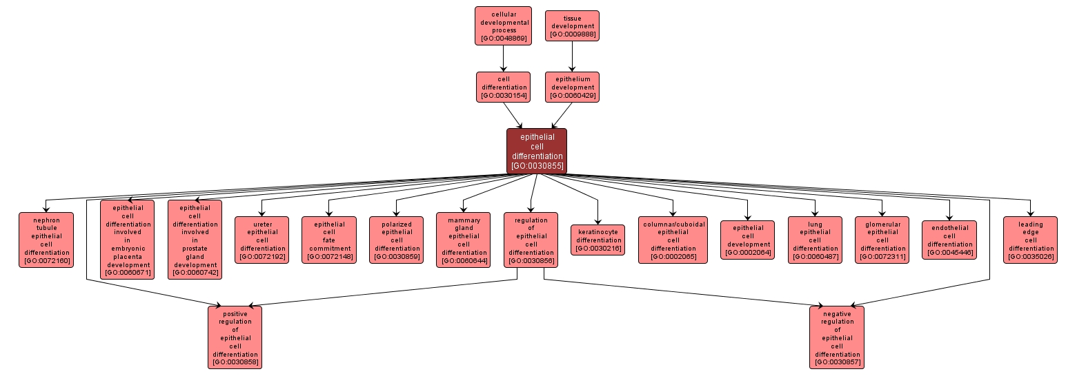 GO:0030855 - epithelial cell differentiation (interactive image map)