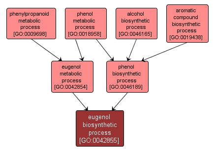 GO:0042855 - eugenol biosynthetic process (interactive image map)