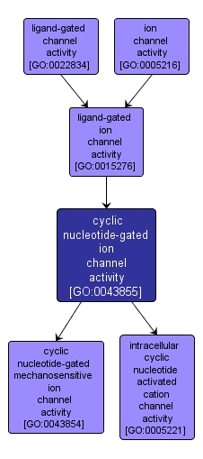 GO:0043855 - cyclic nucleotide-gated ion channel activity (interactive image map)