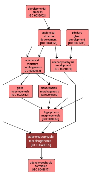 GO:0048855 - adenohypophysis morphogenesis (interactive image map)