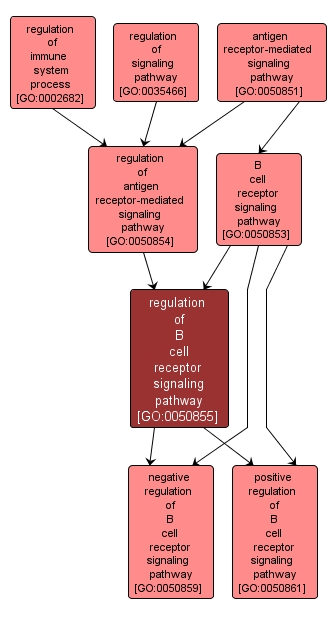 GO:0050855 - regulation of B cell receptor signaling pathway (interactive image map)