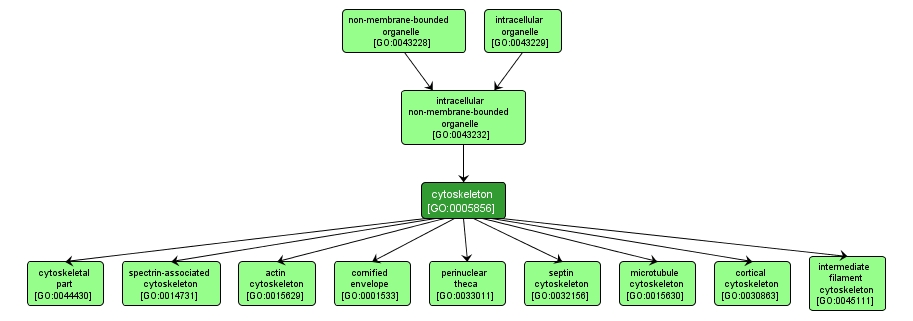 GO:0005856 - cytoskeleton (interactive image map)