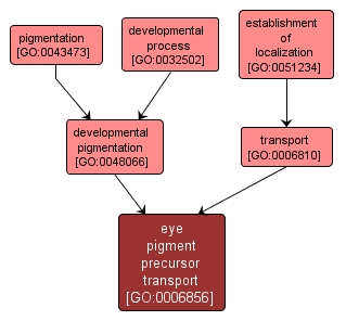 GO:0006856 - eye pigment precursor transport (interactive image map)