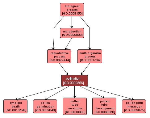 GO:0009856 - pollination (interactive image map)