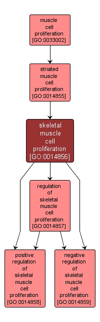 GO:0014856 - skeletal muscle cell proliferation (interactive image map)