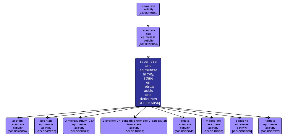 GO:0016856 - racemase and epimerase activity, acting on hydroxy acids and derivatives (interactive image map)