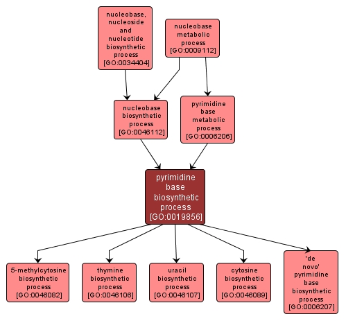 GO:0019856 - pyrimidine base biosynthetic process (interactive image map)