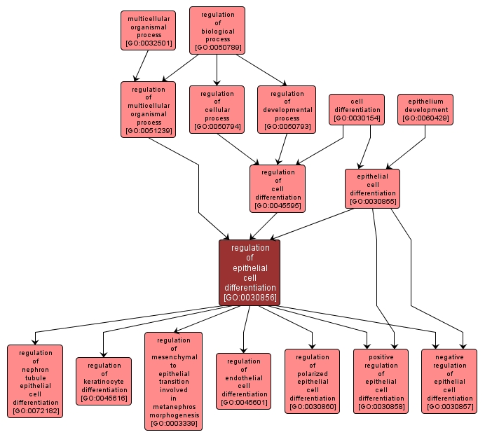 GO:0030856 - regulation of epithelial cell differentiation (interactive image map)