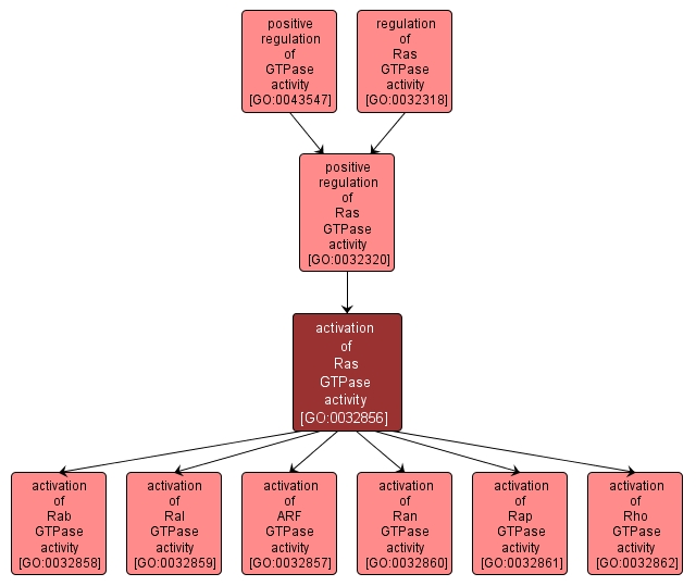 GO:0032856 - activation of Ras GTPase activity (interactive image map)