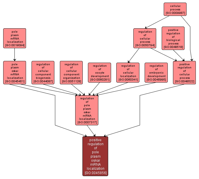 GO:0045856 - positive regulation of pole plasm oskar mRNA localization (interactive image map)