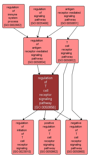 GO:0050856 - regulation of T cell receptor signaling pathway (interactive image map)