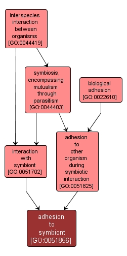 GO:0051856 - adhesion to symbiont (interactive image map)