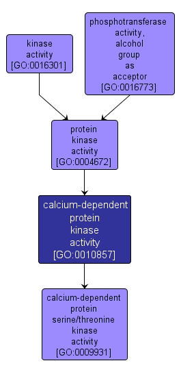 GO:0010857 - calcium-dependent protein kinase activity (interactive image map)