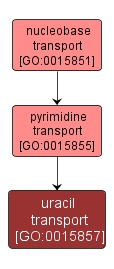 GO:0015857 - uracil transport (interactive image map)