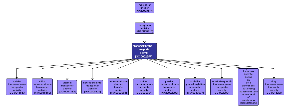 GO:0022857 - transmembrane transporter activity (interactive image map)