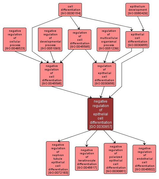 GO:0030857 - negative regulation of epithelial cell differentiation (interactive image map)