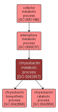 GO:0042857 - chrysobactin metabolic process (interactive image map)
