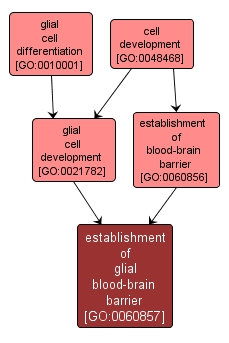 GO:0060857 - establishment of glial blood-brain barrier (interactive image map)