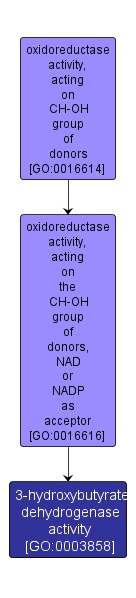 GO:0003858 - 3-hydroxybutyrate dehydrogenase activity (interactive image map)