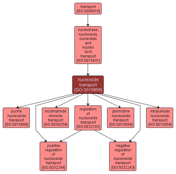 GO:0015858 - nucleoside transport (interactive image map)