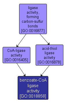 GO:0018858 - benzoate-CoA ligase activity (interactive image map)