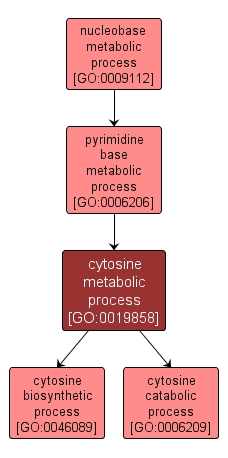 GO:0019858 - cytosine metabolic process (interactive image map)