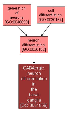 GO:0021858 - GABAergic neuron differentiation in the basal ganglia (interactive image map)