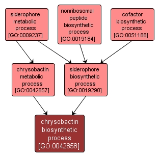 GO:0042858 - chrysobactin biosynthetic process (interactive image map)