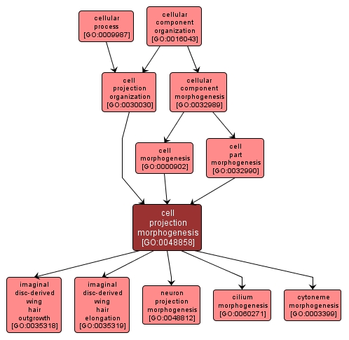 GO:0048858 - cell projection morphogenesis (interactive image map)