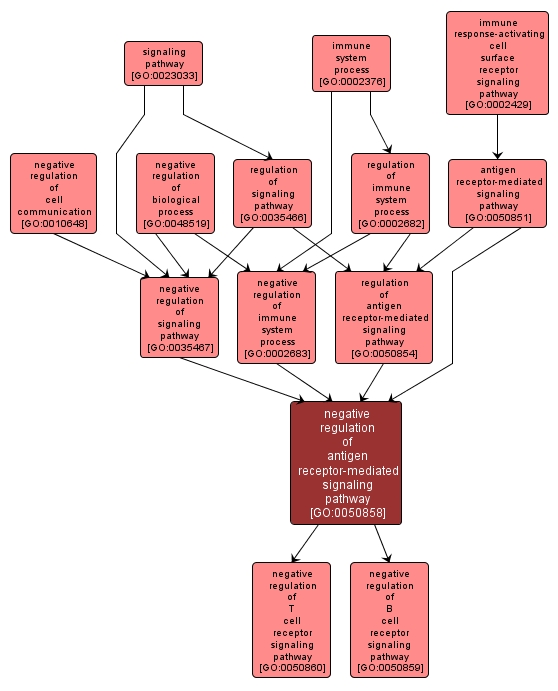 GO:0050858 - negative regulation of antigen receptor-mediated signaling pathway (interactive image map)
