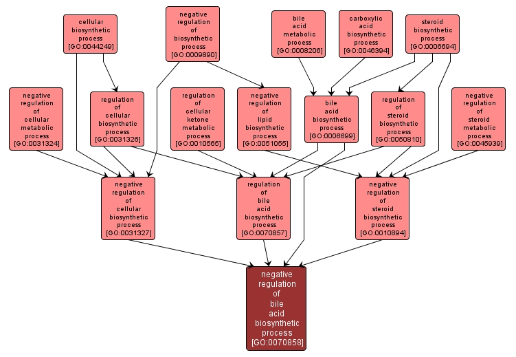 GO:0070858 - negative regulation of bile acid biosynthetic process (interactive image map)