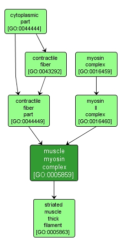 GO:0005859 - muscle myosin complex (interactive image map)