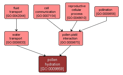 GO:0009859 - pollen hydration (interactive image map)