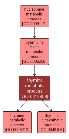 GO:0019859 - thymine metabolic process (interactive image map)