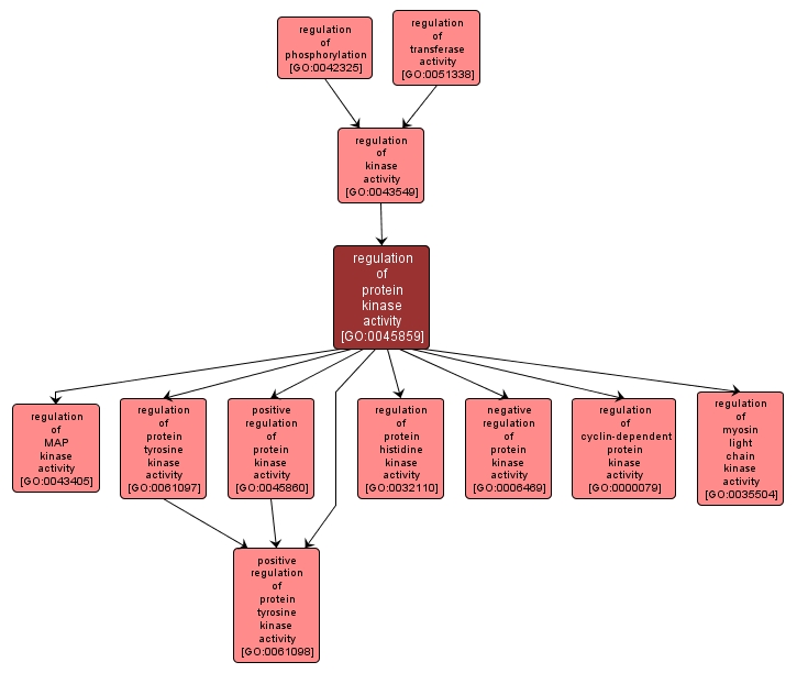 GO:0045859 - regulation of protein kinase activity (interactive image map)