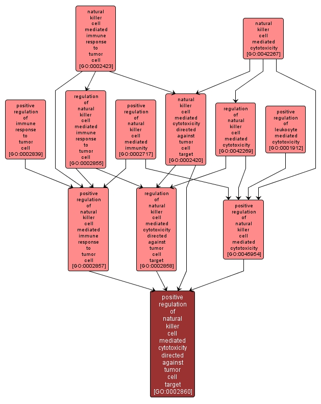 GO:0002860 - positive regulation of natural killer cell mediated cytotoxicity directed against tumor cell target (interactive image map)