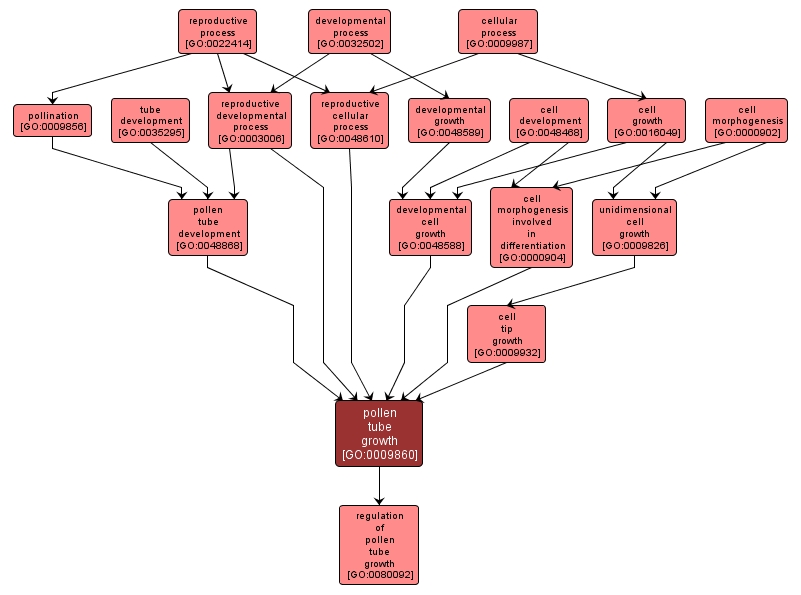 GO:0009860 - pollen tube growth (interactive image map)
