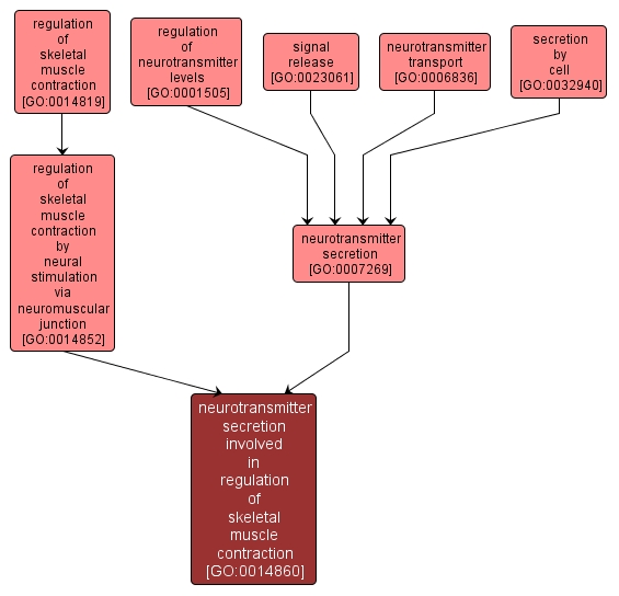 GO:0014860 - neurotransmitter secretion involved in regulation of skeletal muscle contraction (interactive image map)