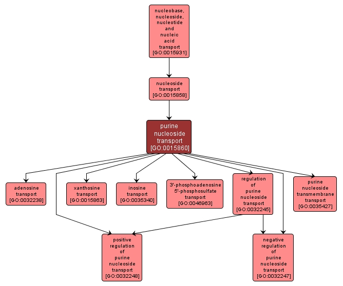 GO:0015860 - purine nucleoside transport (interactive image map)