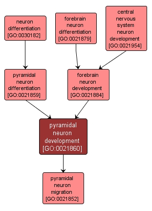 GO:0021860 - pyramidal neuron development (interactive image map)