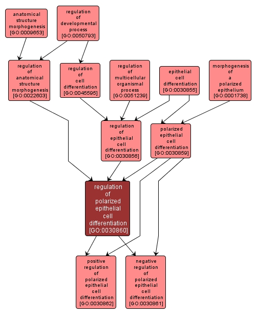 GO:0030860 - regulation of polarized epithelial cell differentiation (interactive image map)