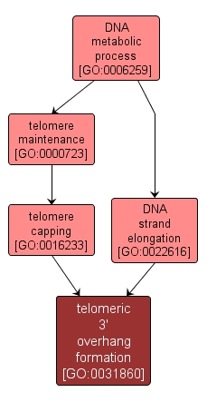 GO:0031860 - telomeric 3' overhang formation (interactive image map)