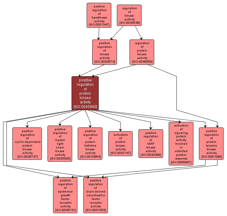 GO:0045860 - positive regulation of protein kinase activity (interactive image map)